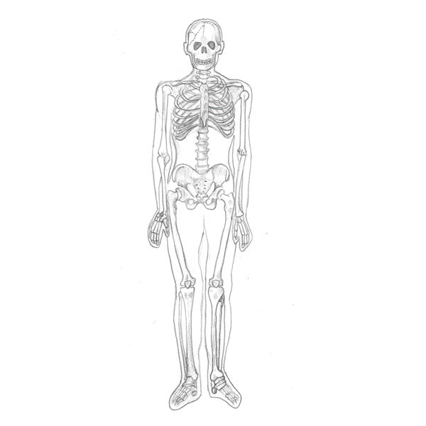 los huesos del esqueleto humano